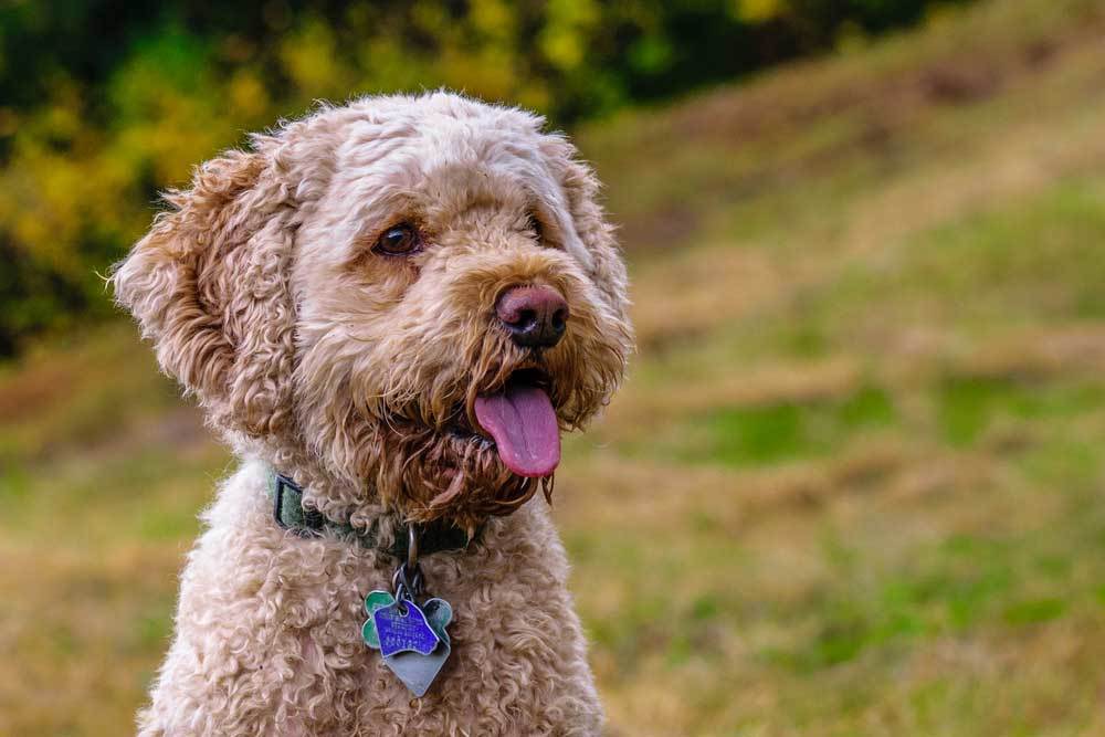 10 Hypoallergenic Mixed Breeds