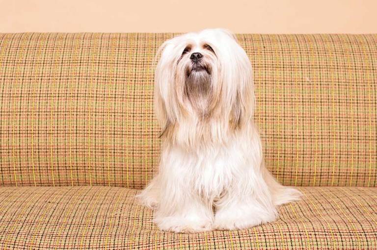 12 Dog Breeds That Can Stay Home Alone