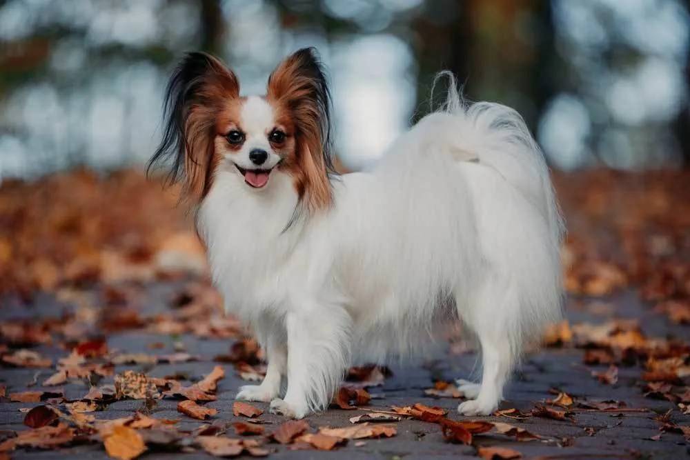 What Breed Of Dog Has Long Hair On Ears