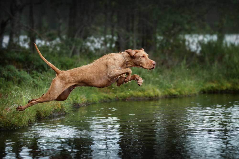 11 Dog Breeds that Can Jump High