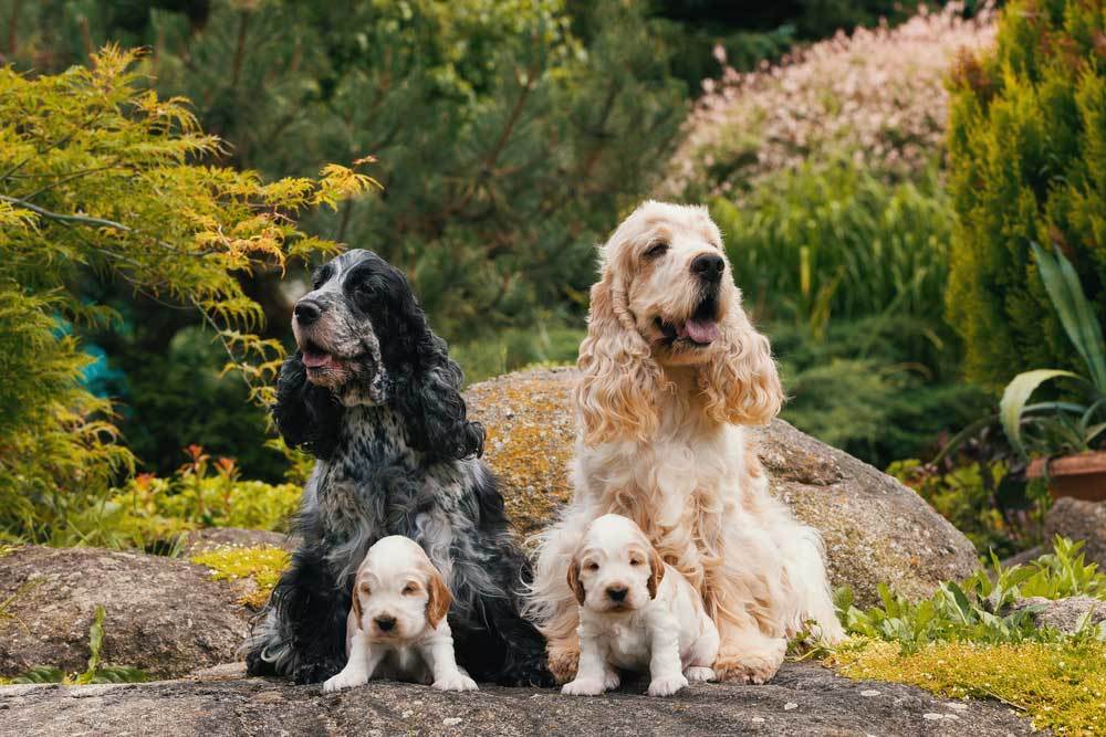 14 Dog Breeds That Are Good with Other Dogs