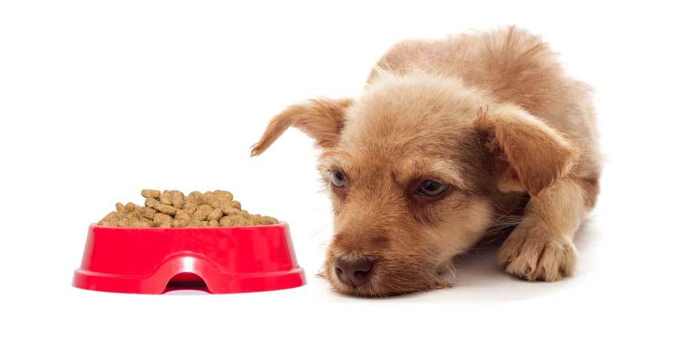 What is the Best Tasting Dog Food for Picky Dogs?