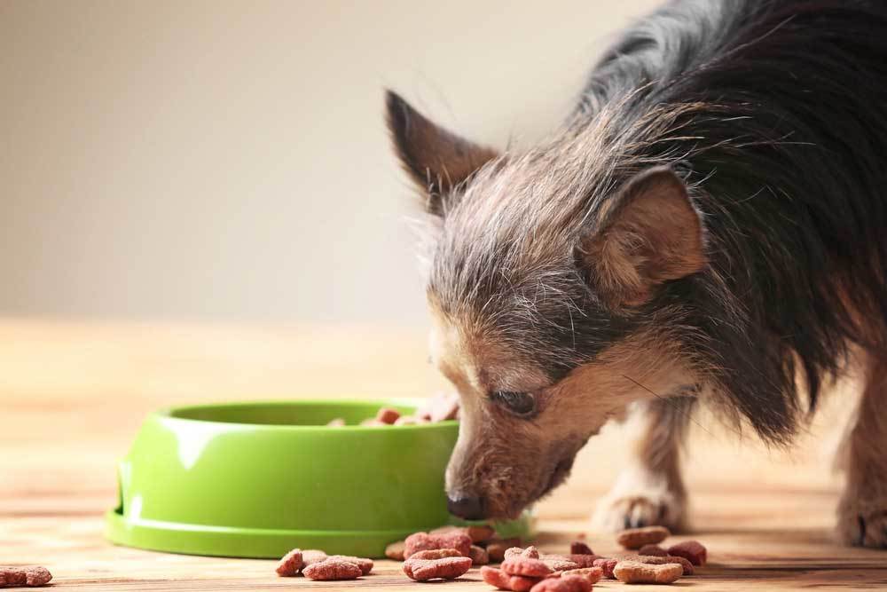 What is the Best Tasting Dog Food for Picky Dogs?