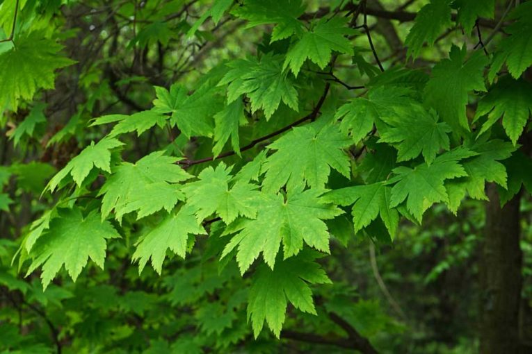 14 Dog Safe Trees for Your Backyard