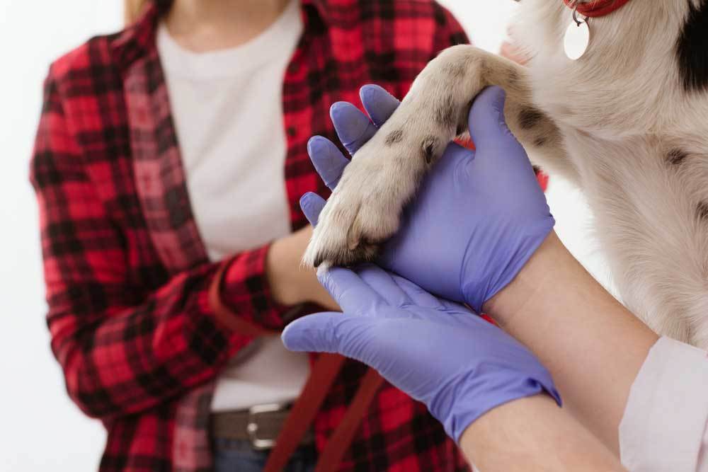 Treating Nail Bed Infections in Dogs