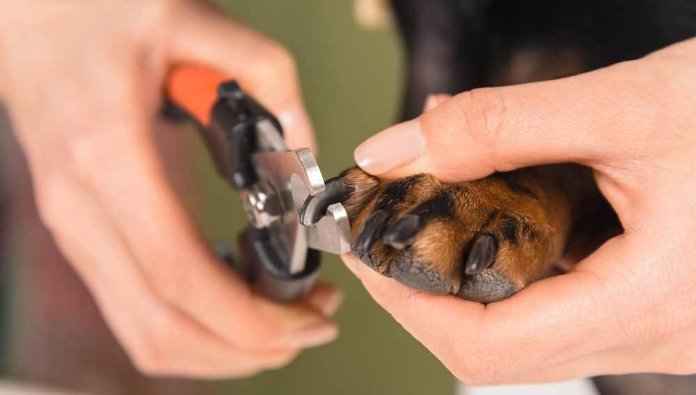 Treating Nail Bed Infections in Dogs