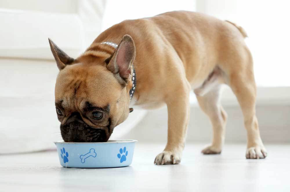 Is White Rice Good for Dogs?