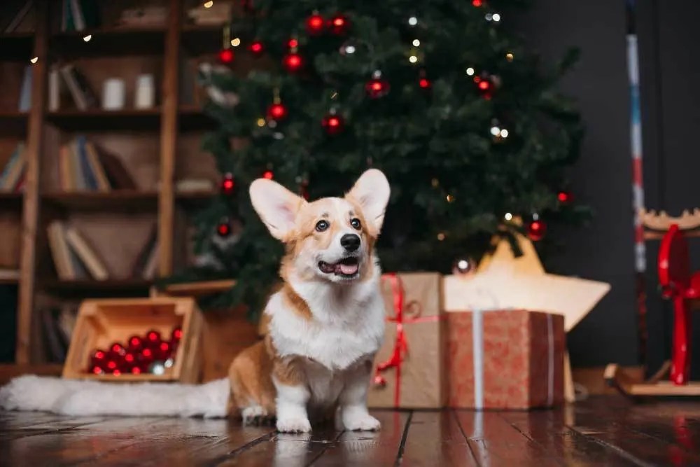 How To Get Dog Pee Smell Out Of Christmas Tree