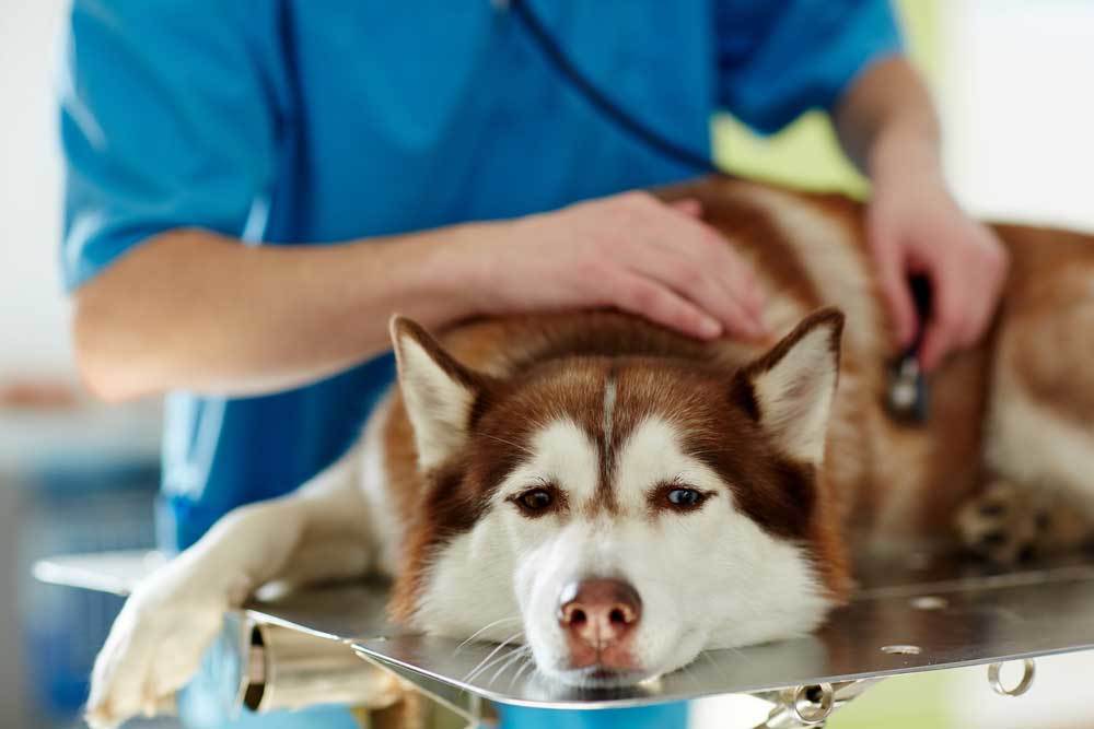 Can Dogs Be Allergic To Seafood