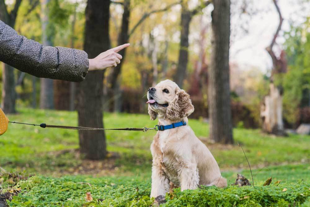 How to Teach a Dog to Stop Barking on Command?