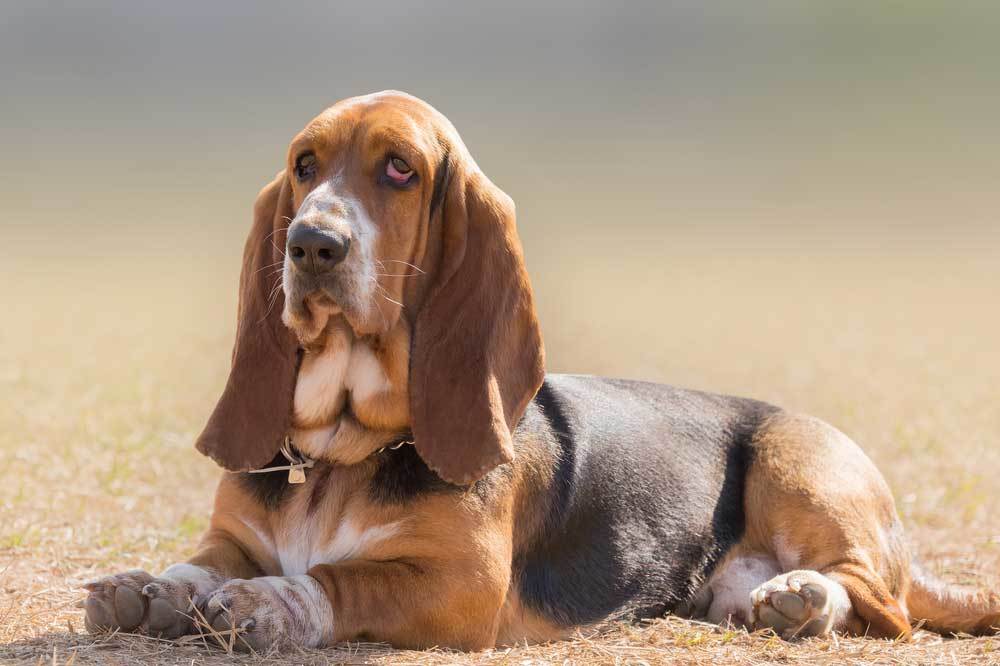 Basset Hounds For Rabbits