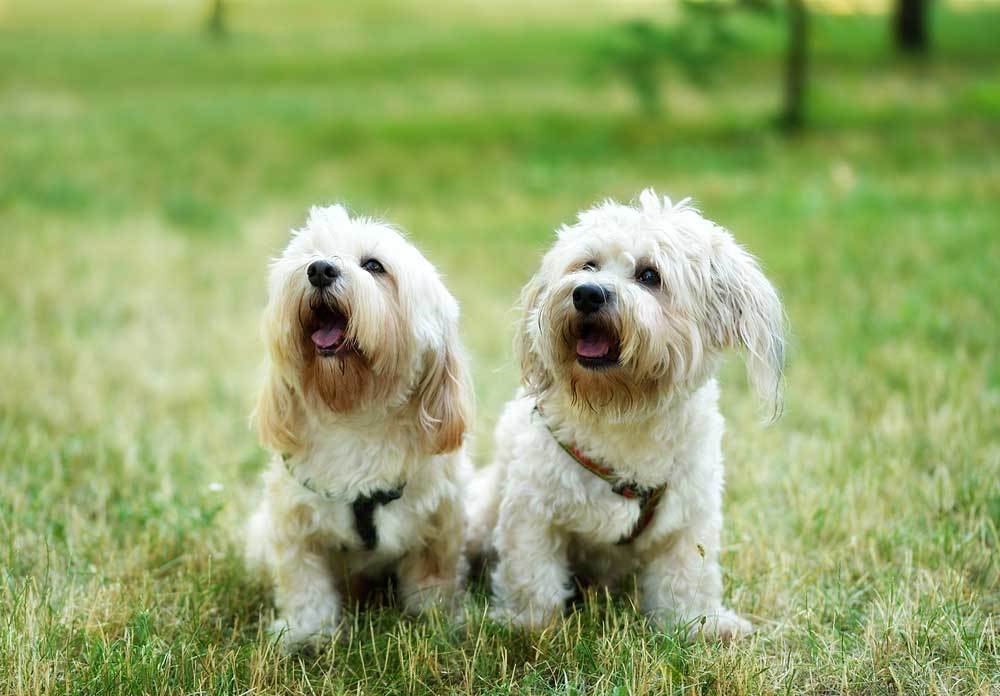 12 Dog Breeds that Get Along with Other Dogs