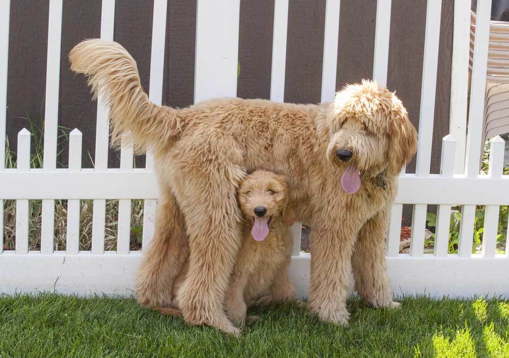 12 Dog Breeds that Get Along with Other Dogs