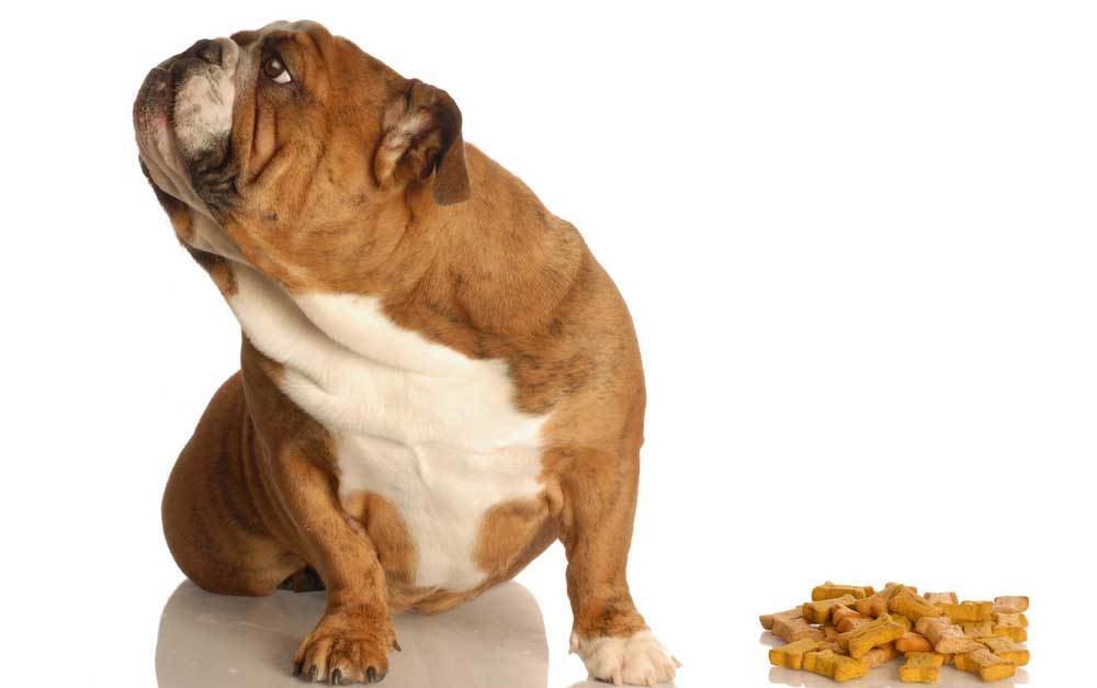 5 Fussy Dog Food Recipes