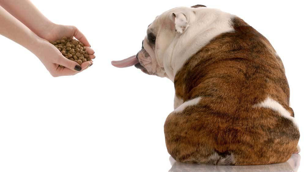 5 Fussy Dog Food Recipes
