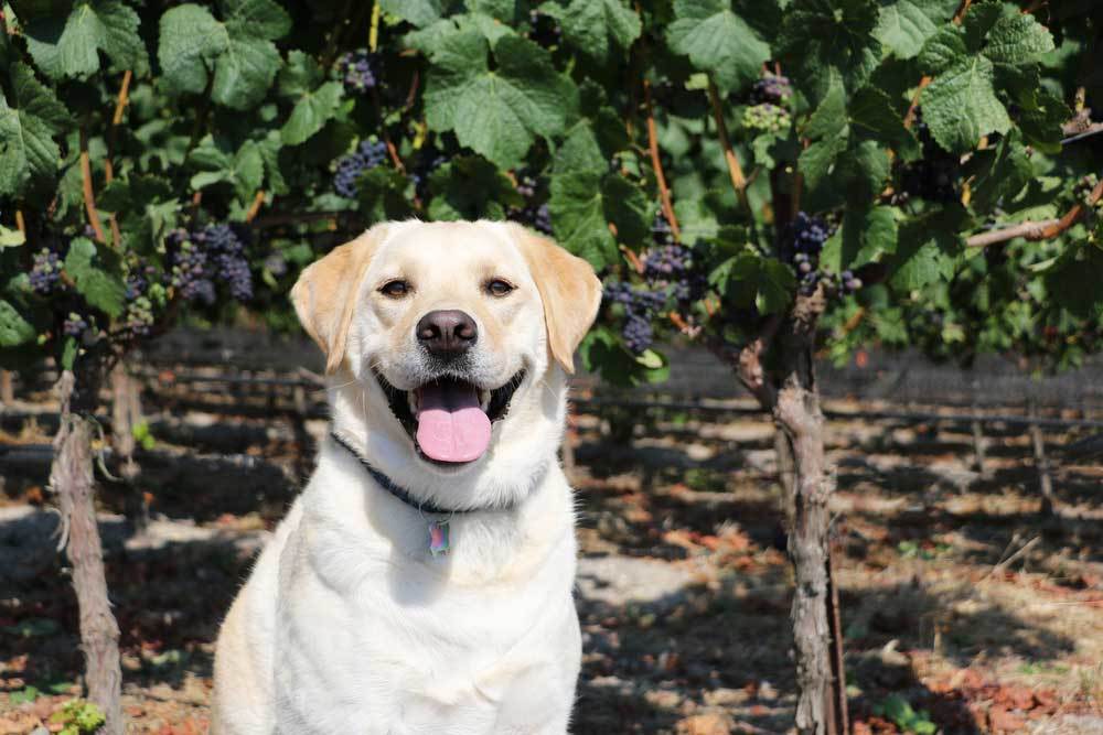 Help! My Dog Ate a Grape