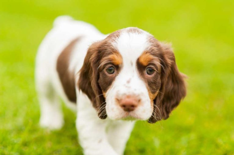 9 Dog Breeds with Hazel Eyes