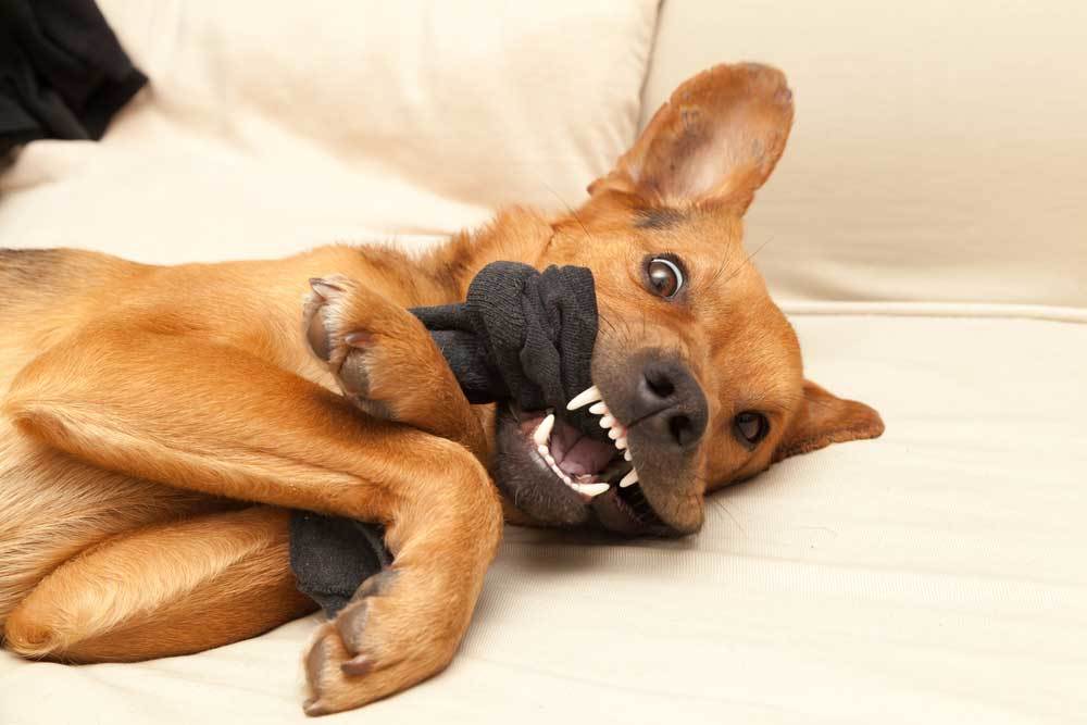 Help! My Dog Swallowed a Sock