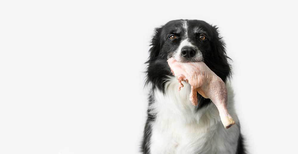 Help! My Dog Ate Raw Chicken