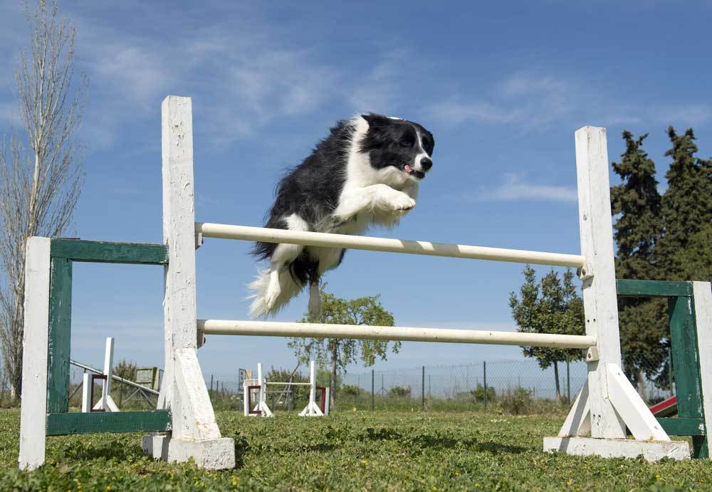 Can Dogs Jump Fences
