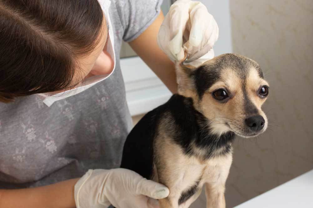 What If Dog Eats Deer Poop