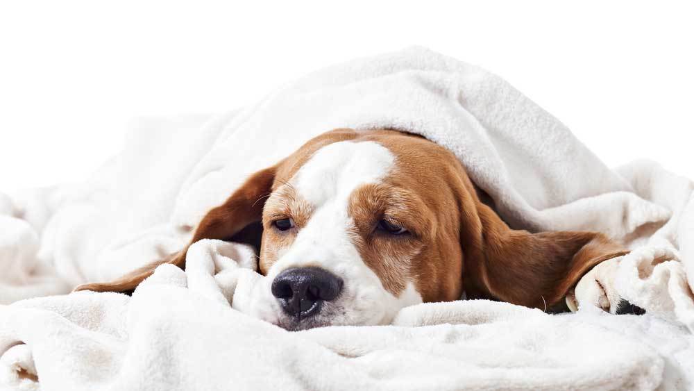 Help! My Dog Ate Garlic Powder