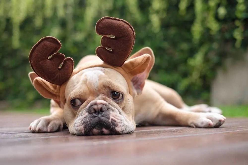 Can Dogs Get Giardia From Deer Poop