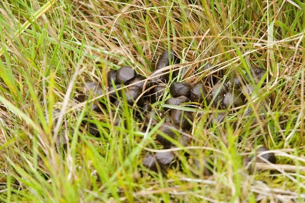 Why Does My Dog Eat Deer Poop