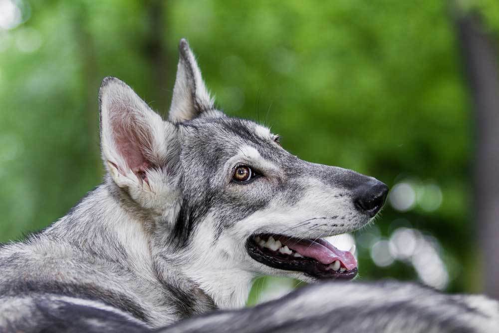 7 Dog Breeds that Look Like Huskies
