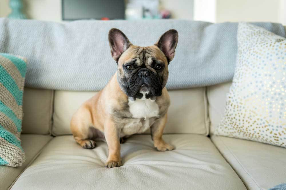 8 Dog Breeds That Look Like Pugs