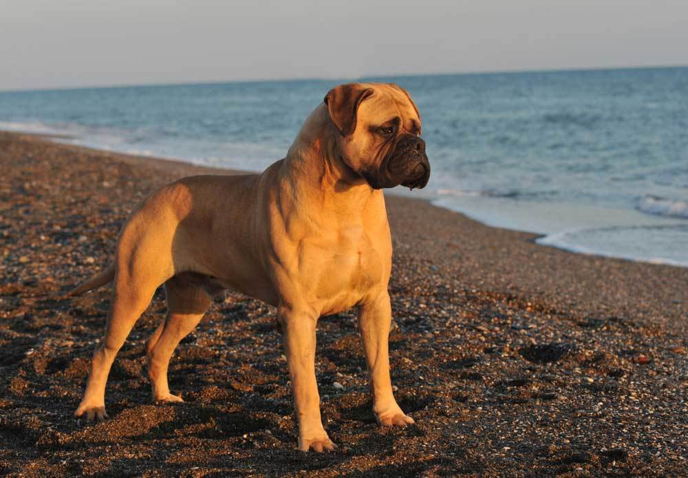 9 Dog Breeds that Make Good Guard Dogs