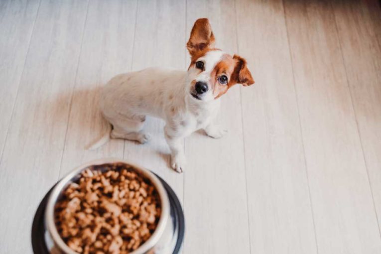 5 Homemade Dog Food Recipes for Small Dogs