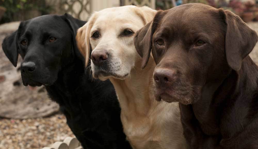 8 Dog Breeds That Look Like Labs