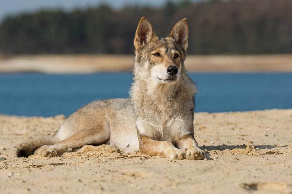 7 Dog Breeds That Look Like Coyotes