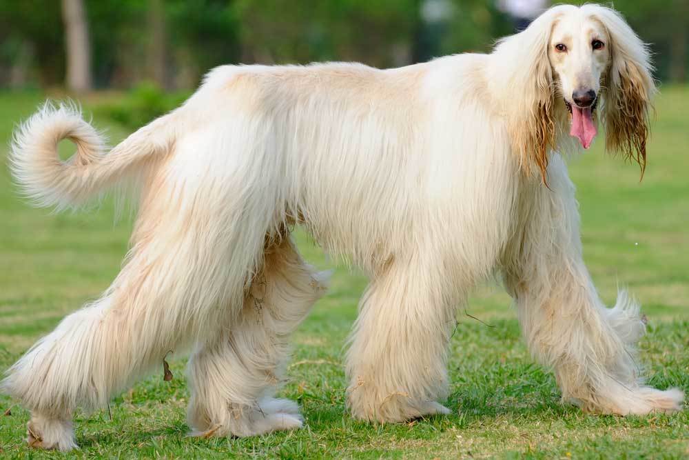 7 Dog Breeds that Prance