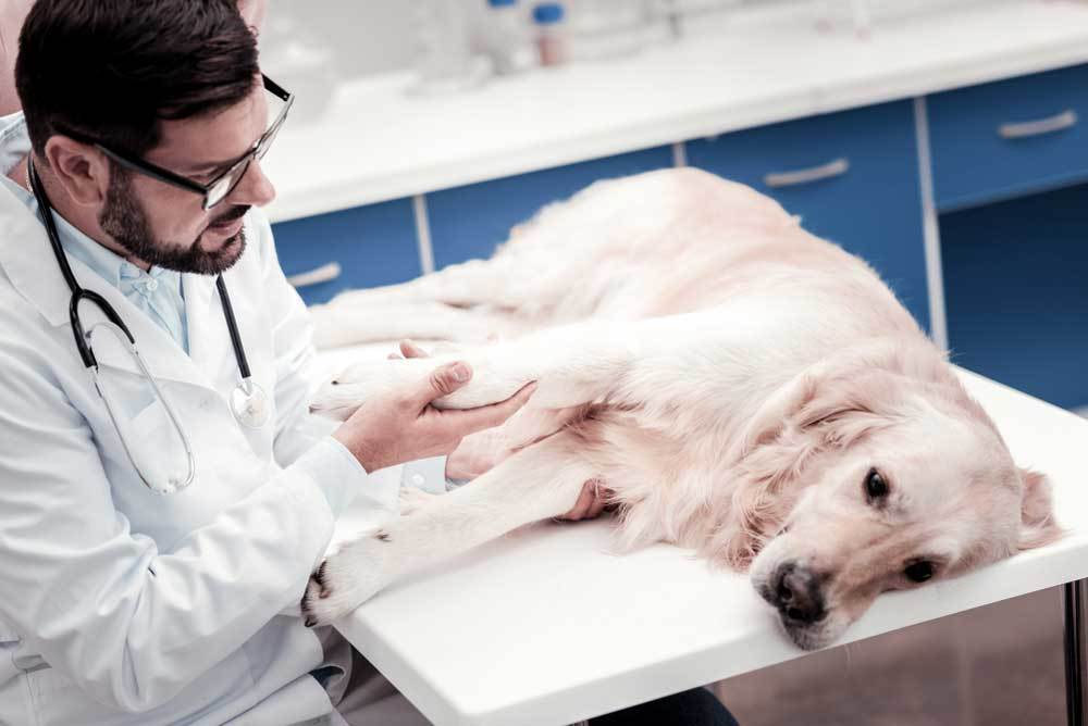 Can a Dog Recover From Poisoning?