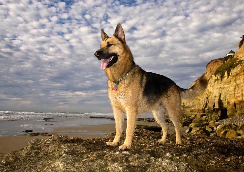 7 Dog Breeds that Prance