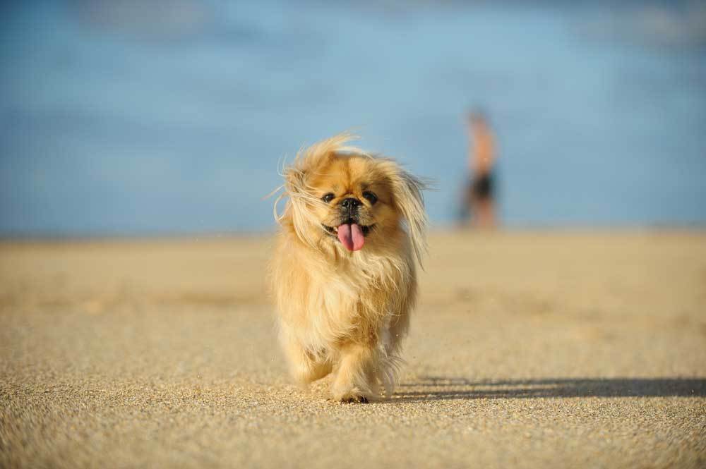 7 Dog Breeds that Prance