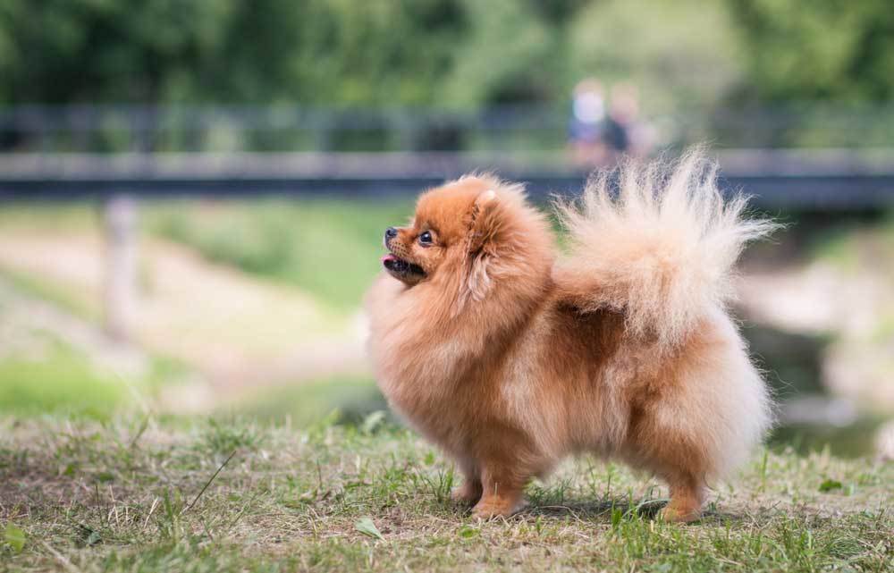 7 Dog Breeds that Prance