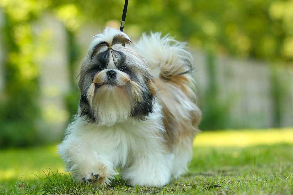 7 Dog Breeds that Prance