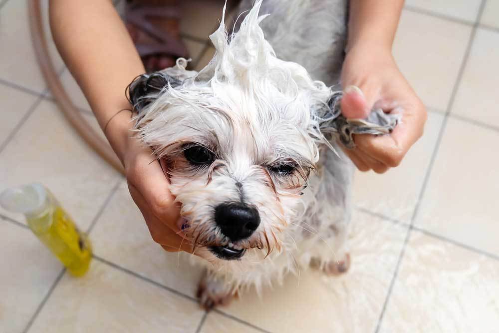 How to Use Coconut Oil On Dogs