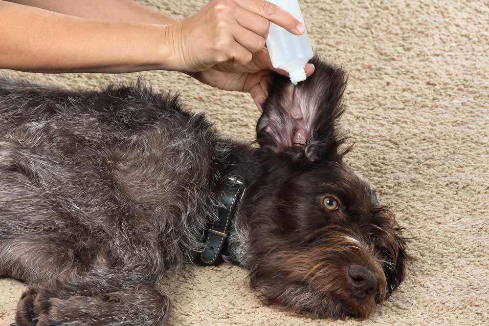 How to Use Coconut Oil On Dogs