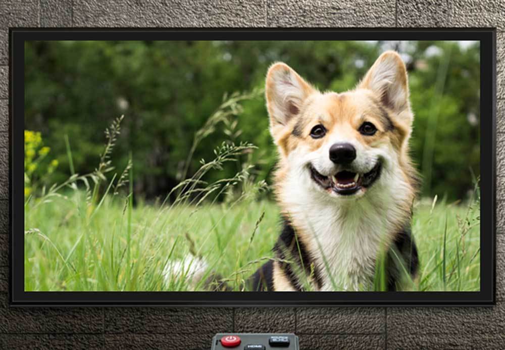 Help! My Dog Barks at Animals on TV