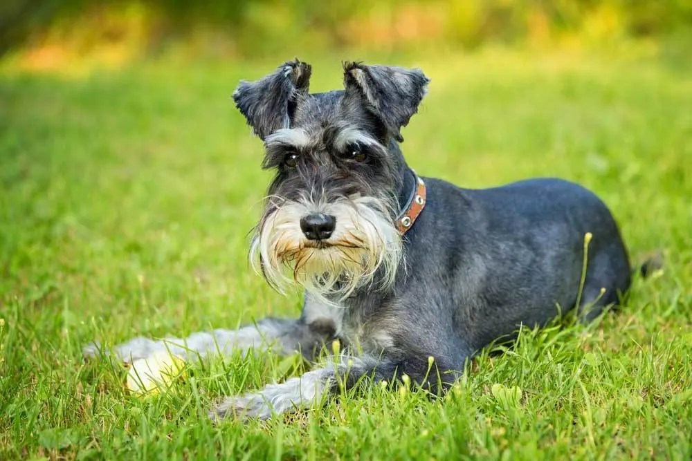 Do Schnauzers Have Human Hair