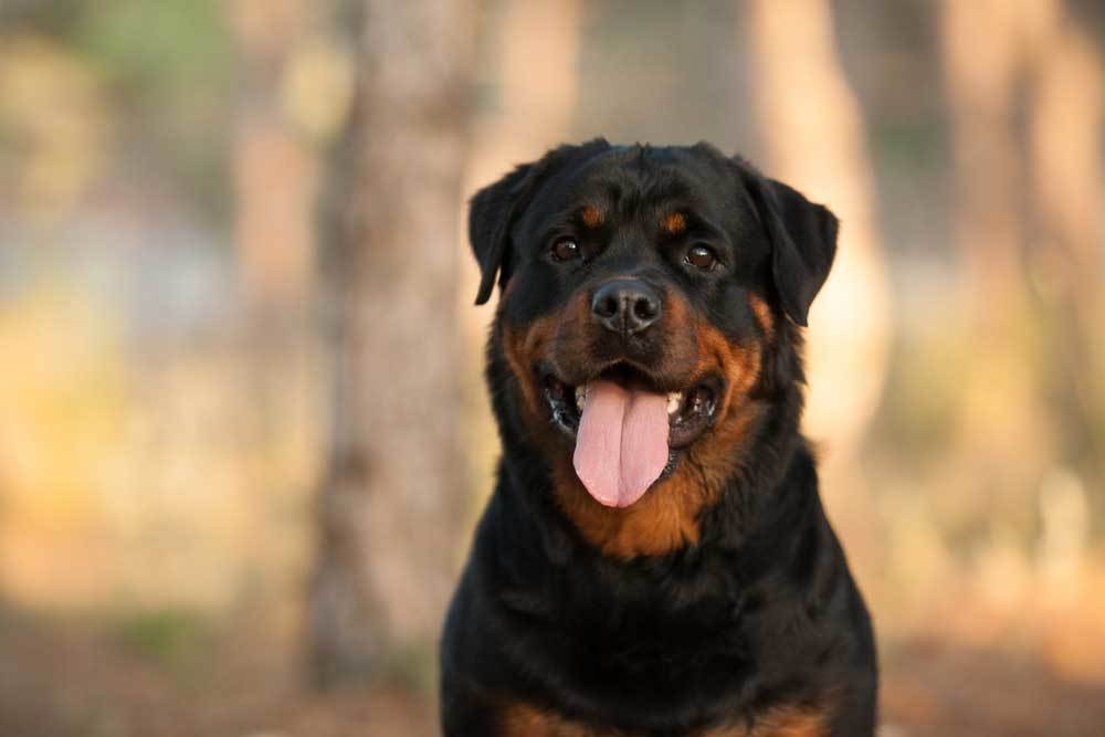 Top Six Dog Breeds That Protect Their Owners