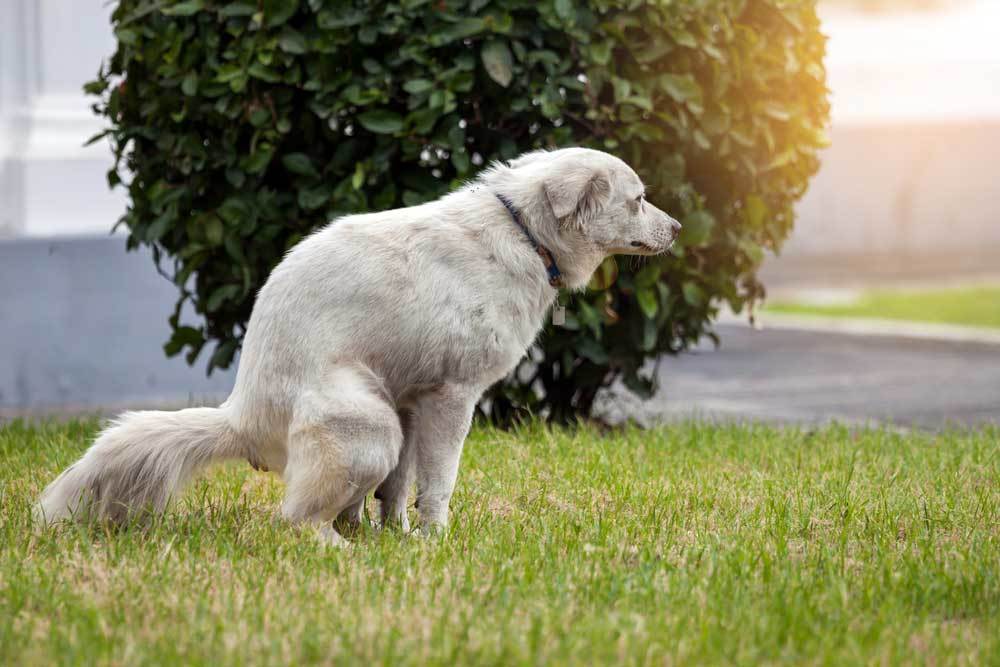 How Long Can a Dog Go Without Pooping?