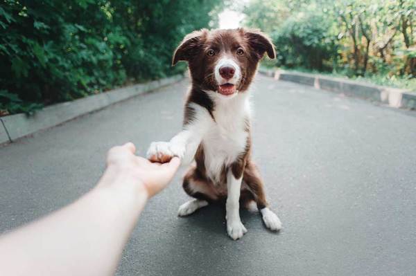 Help! My Dog Barks at Everything that Passes By