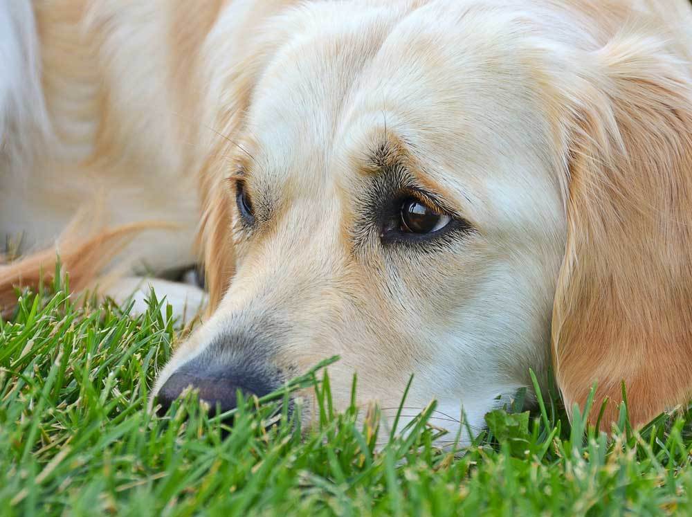 The Best 5 Types of Indoor Dog Potty Grass