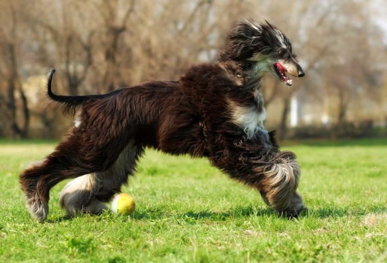 9 Dog Breeds that Run Fast