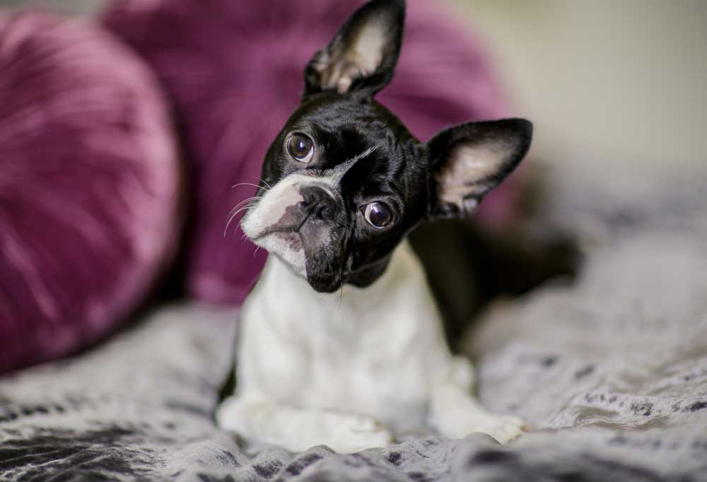 10 Dog Breeds that Tolerate Being Left Alone